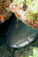 IMG_7677rc_Maldives_Madoogali_Requin nourisse fauve-Nebrius ferrugineus